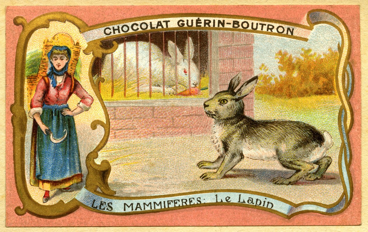 Çikolataların reklam kromolitografisi Guerin Boutron, Memeliler, Tavşan kafesi ve vahşi, warren by French School