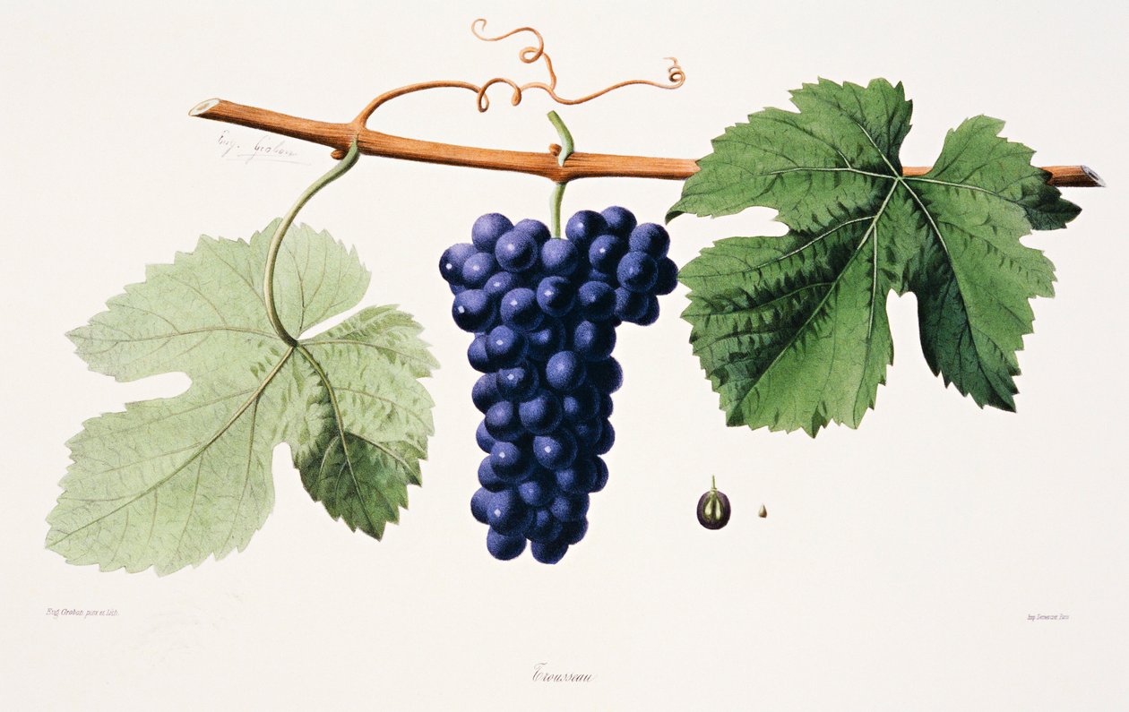 Ampelografi, Üzüm Trousseau Jura by French School