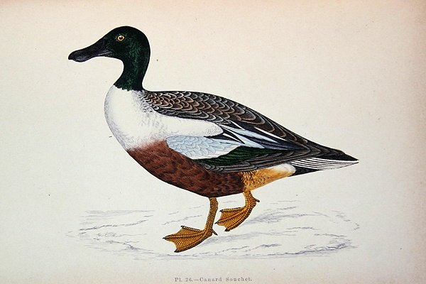 Anas Clypeata (renkli gravür) by French School