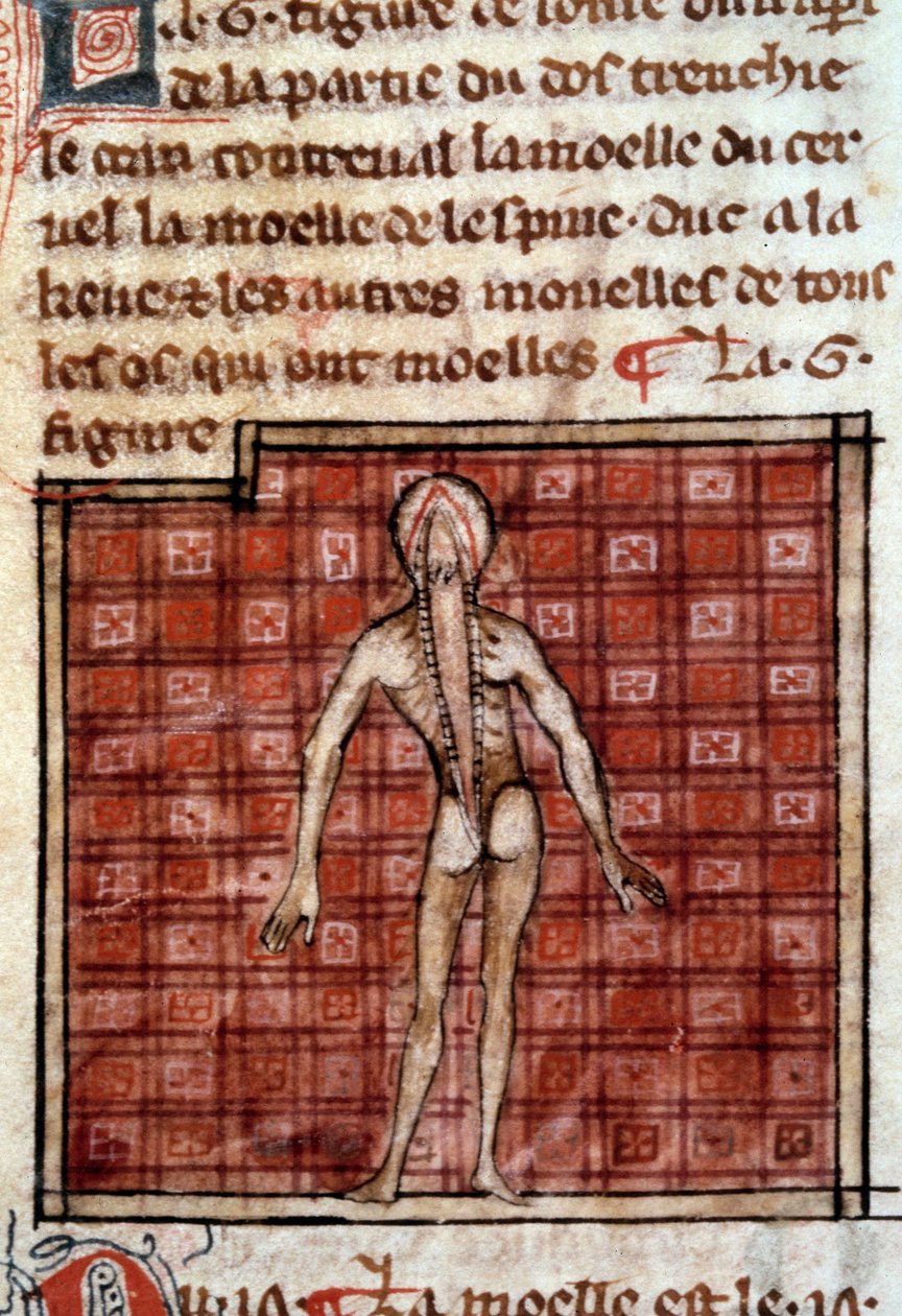 Anatomik figür: kabuğu soyma, arkasını açma, beyni ve omuriliği gösteriyor. Henri de Mondeville (Philippe Le Bel