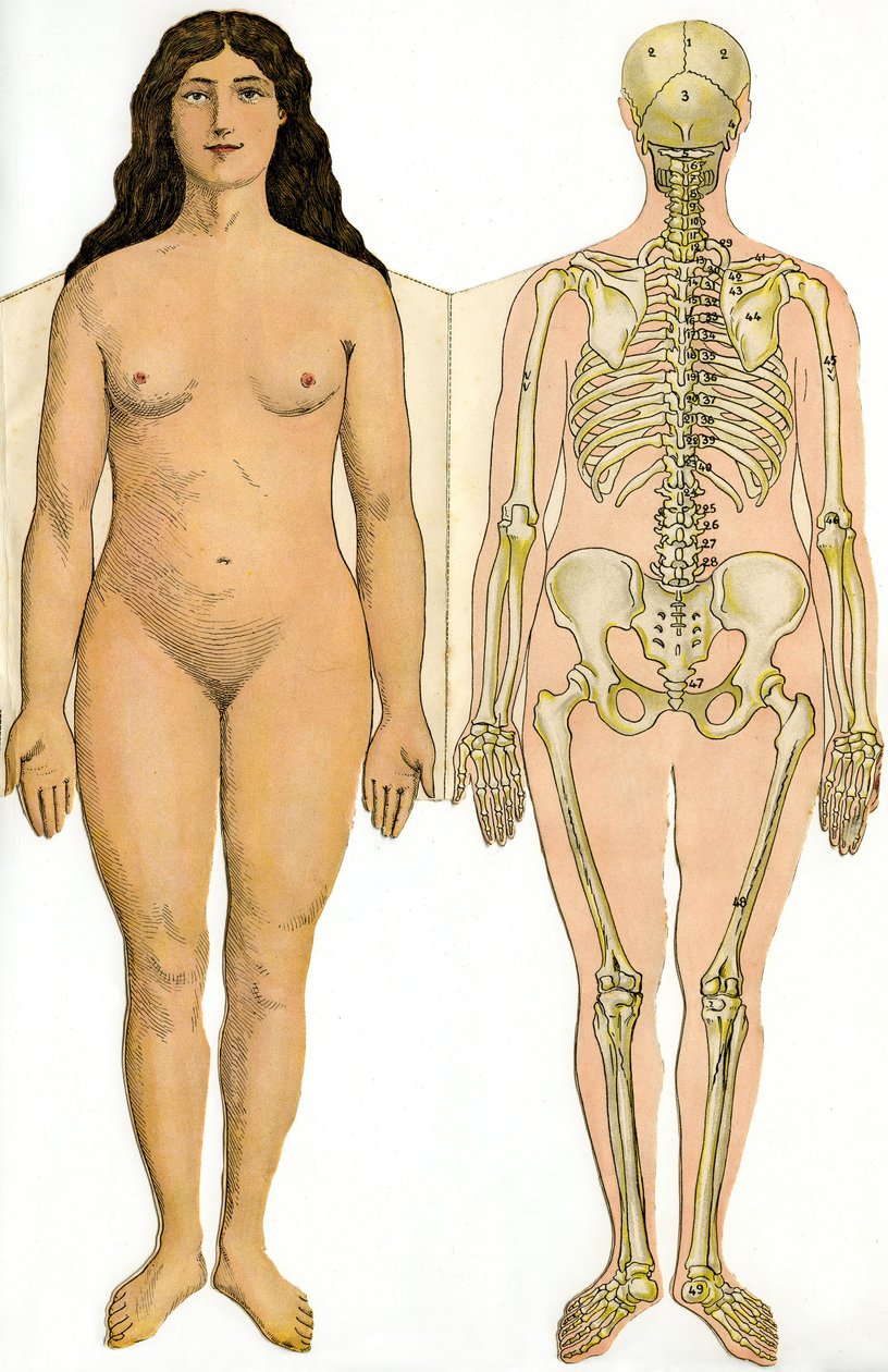 Yeni Pratik Tıp ve Hijyen Ansiklopedisinin anatomik katlanır tahtası, Dr. Rehm, Kitabevi Aristide Quillet 1922 - insan vücudu - çıplak kadın ve kadın iskeleti by French School