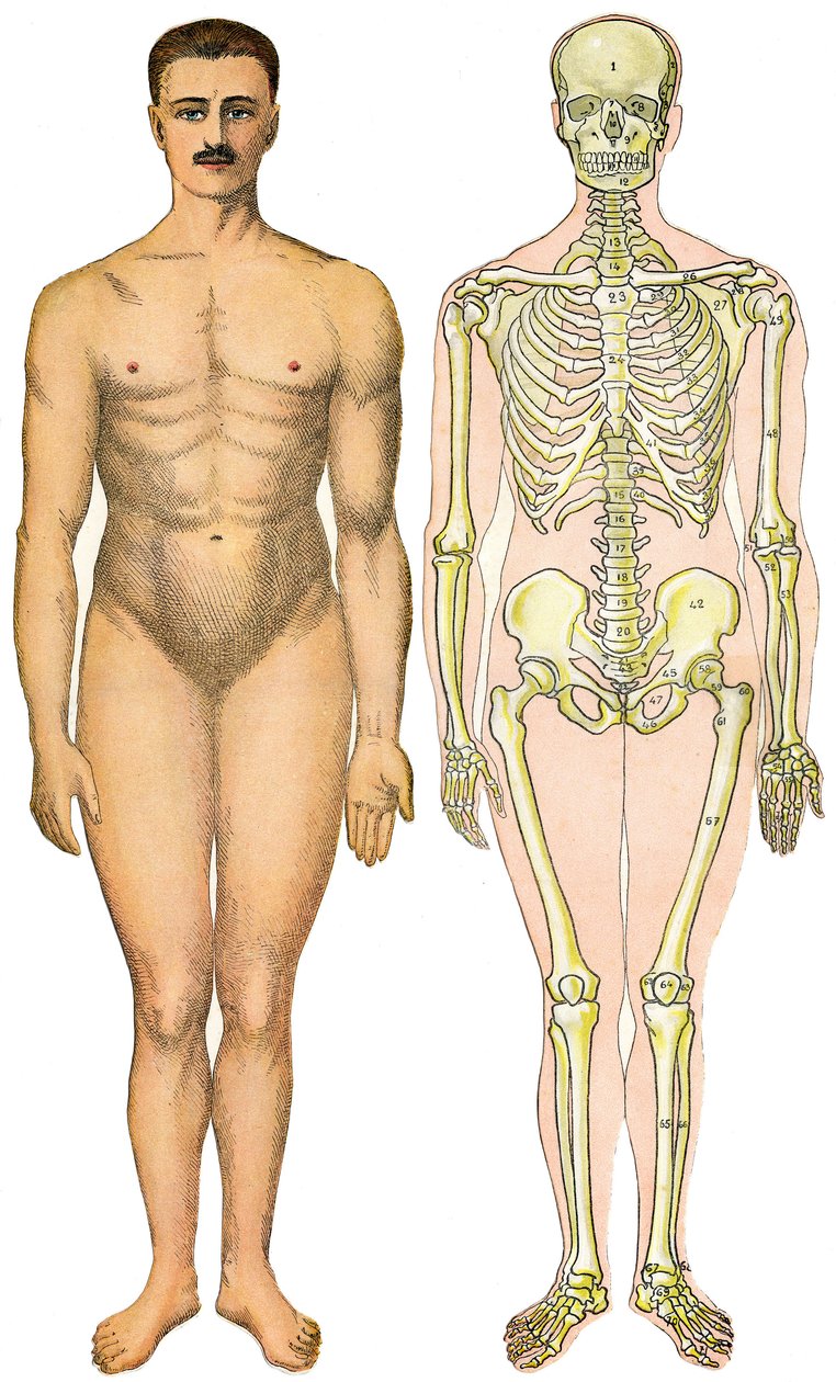 Yeni Pratik Tıp ve Hijyen Ansiklopedisi'nin anatomik katlanır sayfası, Dr. Rehm, Kitapçı Aristide Quillet 1922 - insan vücudu yüzü - iskeletinin yanında görünür cinsiyeti (sakız cinsiyeti) olmayan çıplak adam by French School