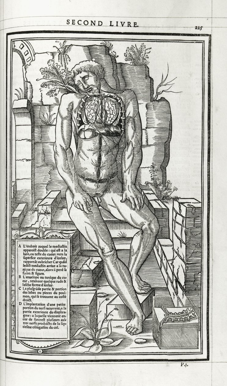 Anatomik çizim, 1546 by French School