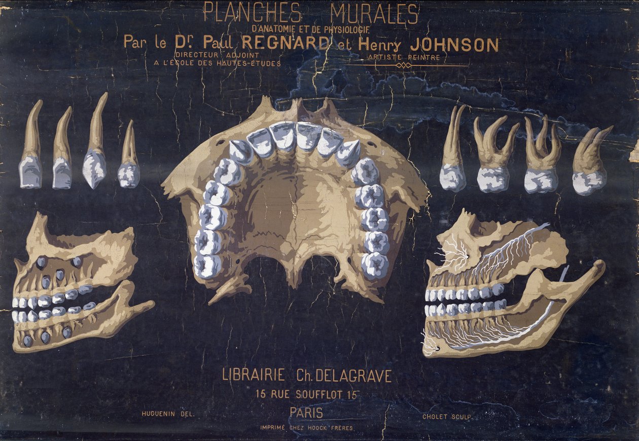 Dişlerin anatomik duvar şeması by French School