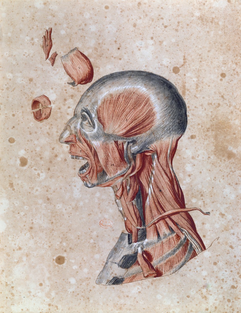Bir öğrenci tarafından çizilmiş kafanın anatomisi (kağıt üzerine renkli kalem) by French School
