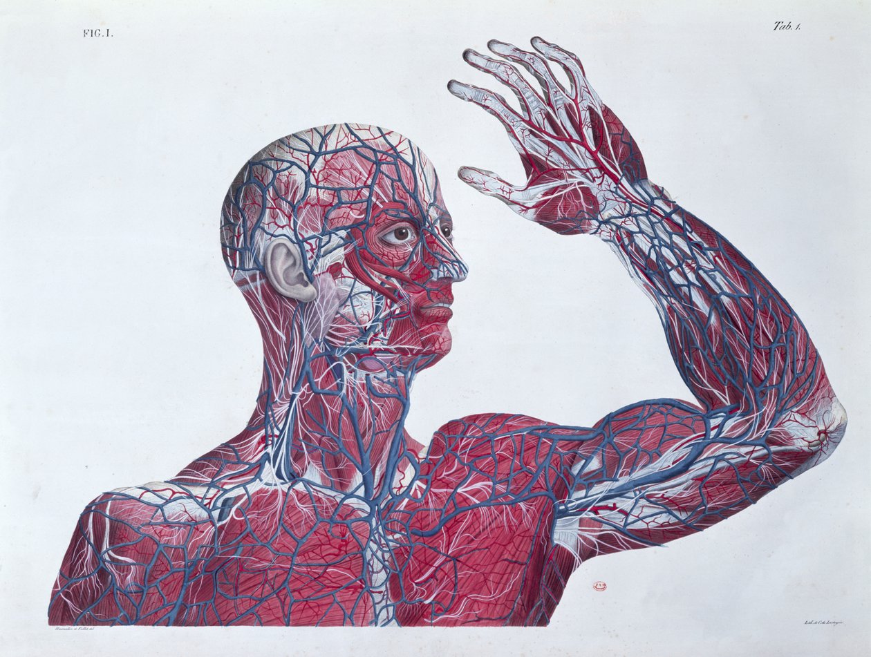 İnsan başının ve kolunun anatomisi, Francesco Antommarchi