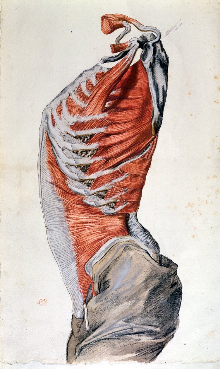 Bir öğrenci tarafından çizilmiş gövde anatomisi (kağıt üzerine renkli kalem) by French School