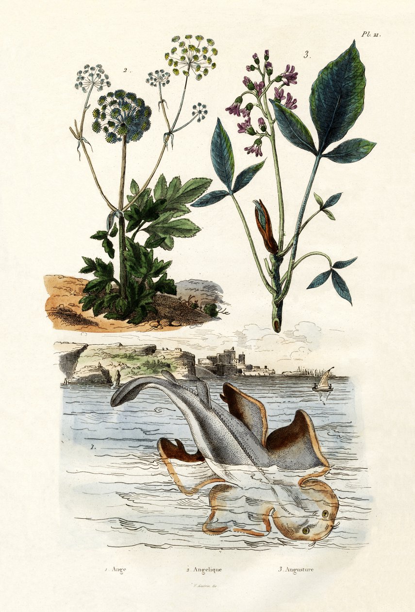 Melek Köpek Balığı, 1833-39 by French School