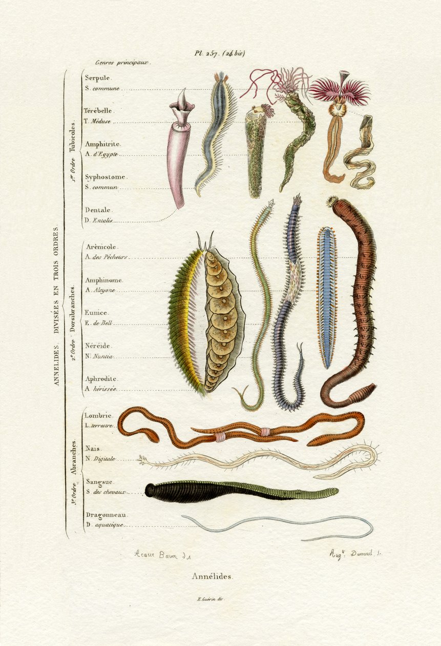 Annelidler, 1833-39 by French School