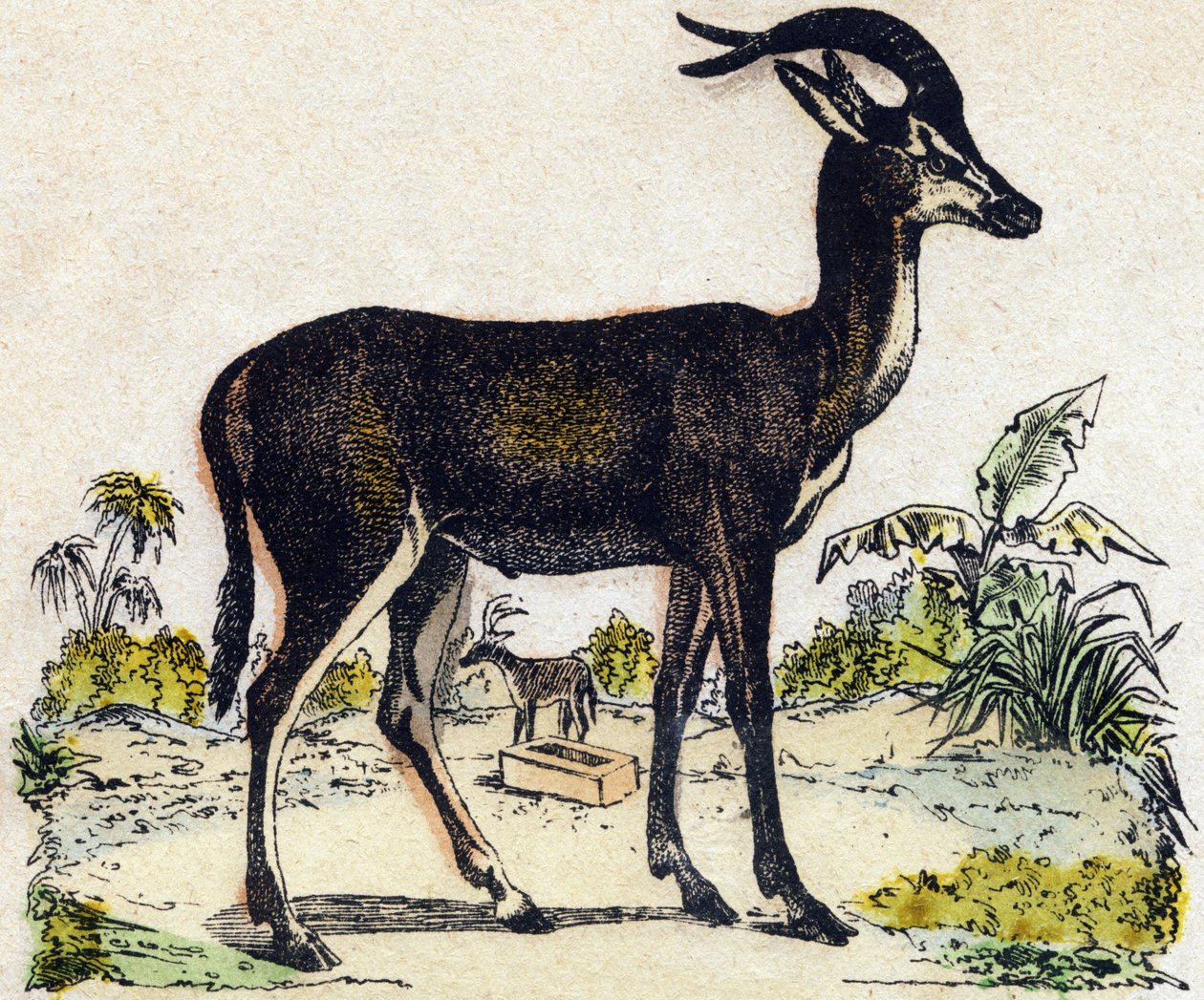 Antilop. “Alphabet des animaux sauvages”” üzerine gravür. 9. Seri. Epinal