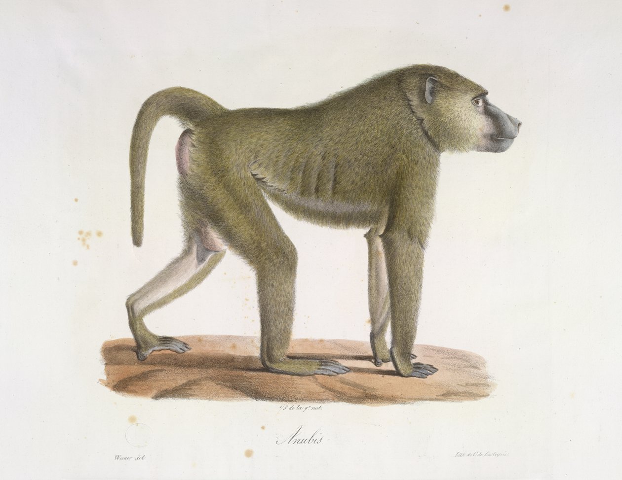 Anubis. Memelilerin Doğal Tarihinden bir babun (renkli taş) by French School