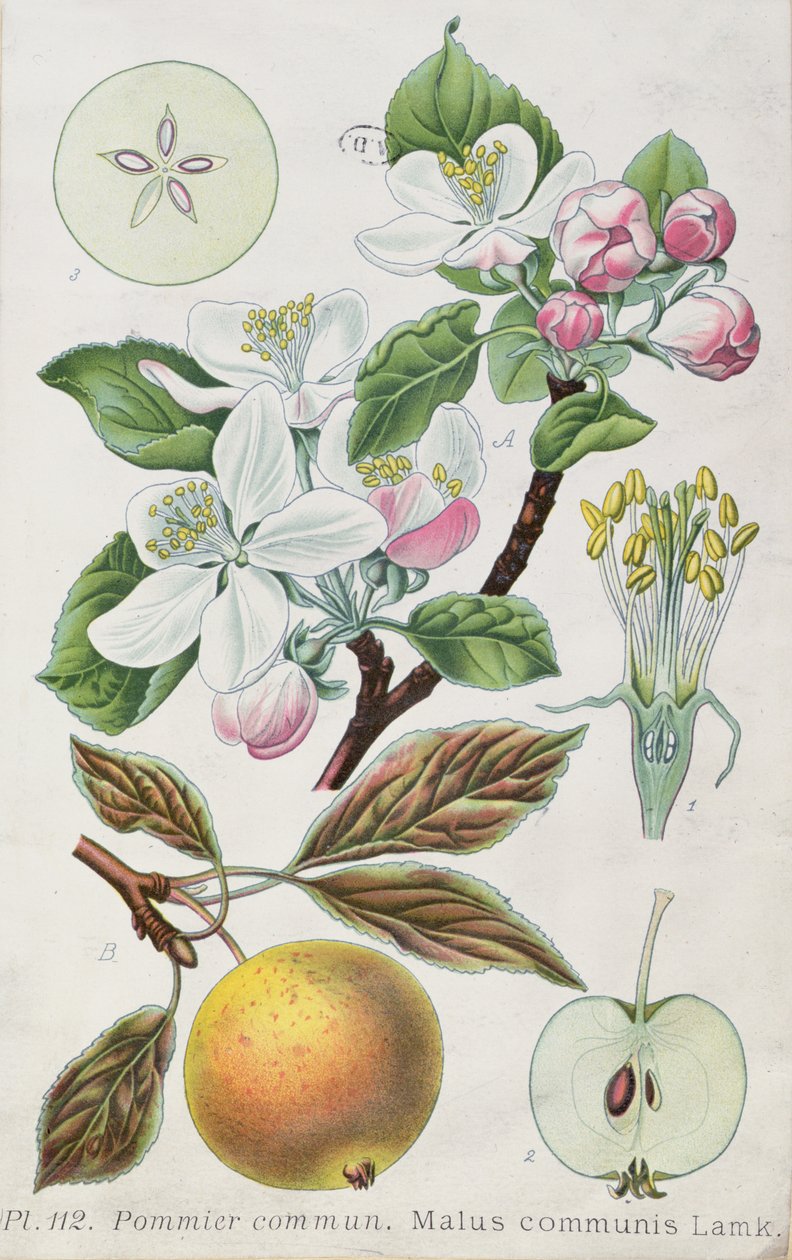Elma Ağacı (Malus Communis) (renkli gravür) by French School