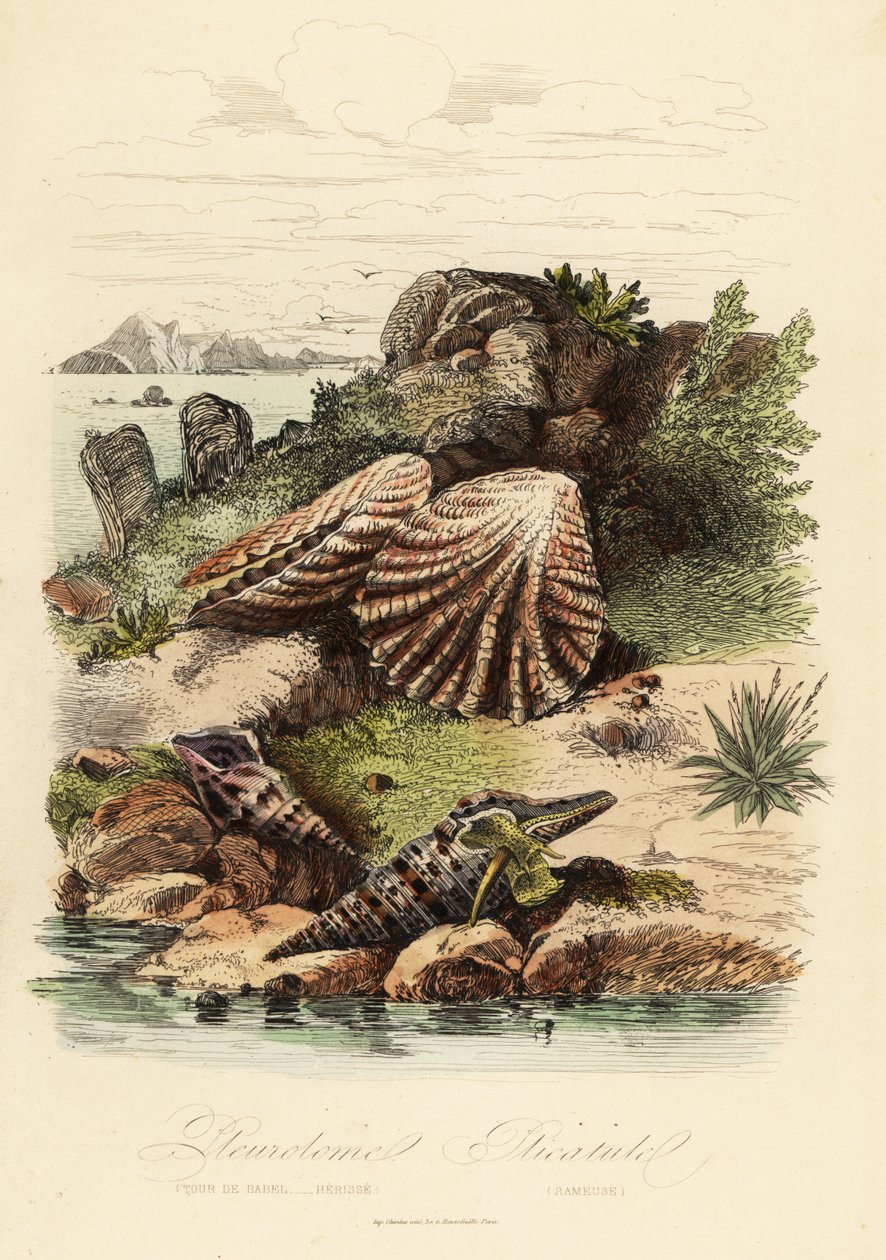 Babylon turrid, Turris babylonia, deniz salyangozu, Raphitoma echinata ve yavru kedi pençeleri deniz tarağı, Plicatula gibbosa by French School