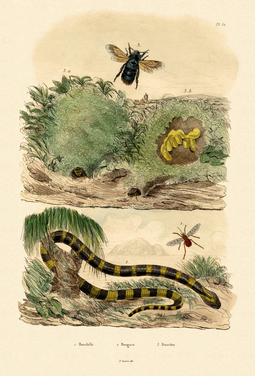 Bantlı Krait, 1833-39 by French School