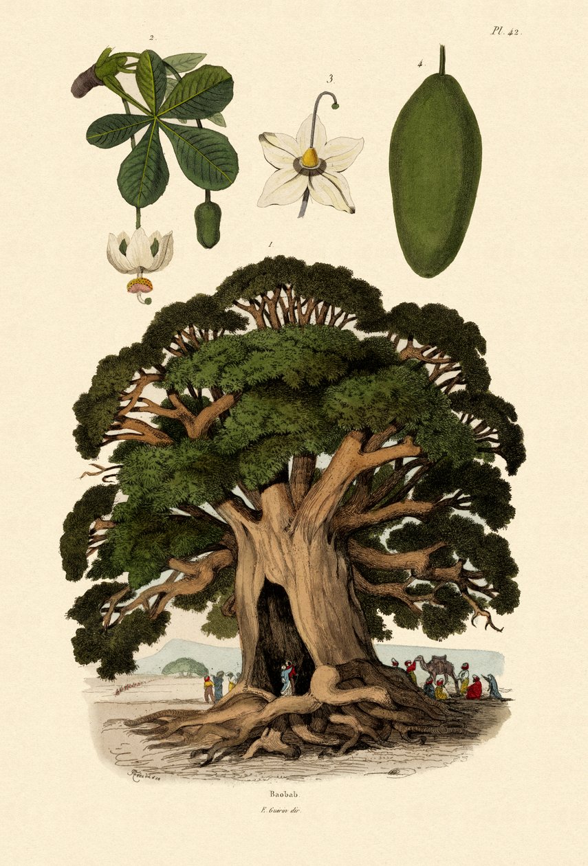 Baobab Ağacı, 1833-39 by French School