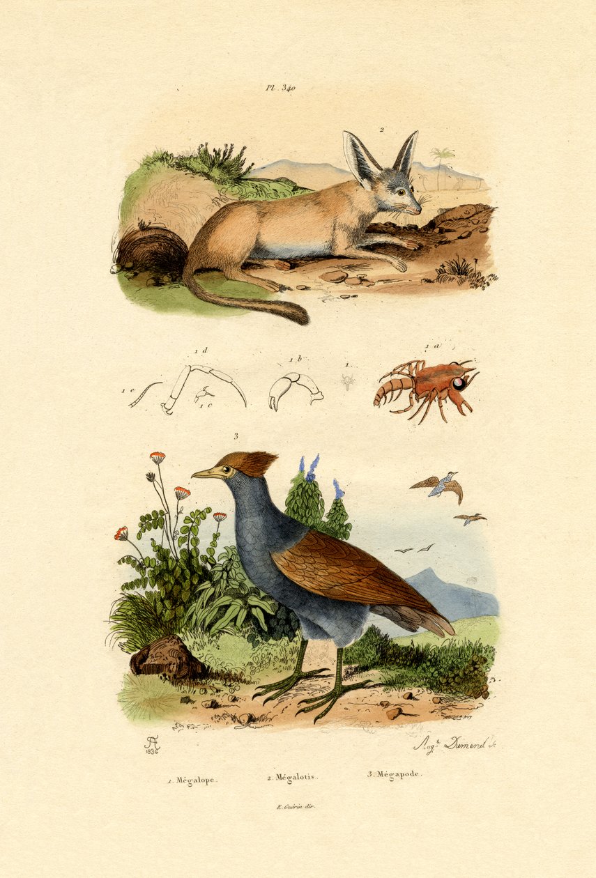 Yarasa Kulaklı Tilki, 1833-39 by French School