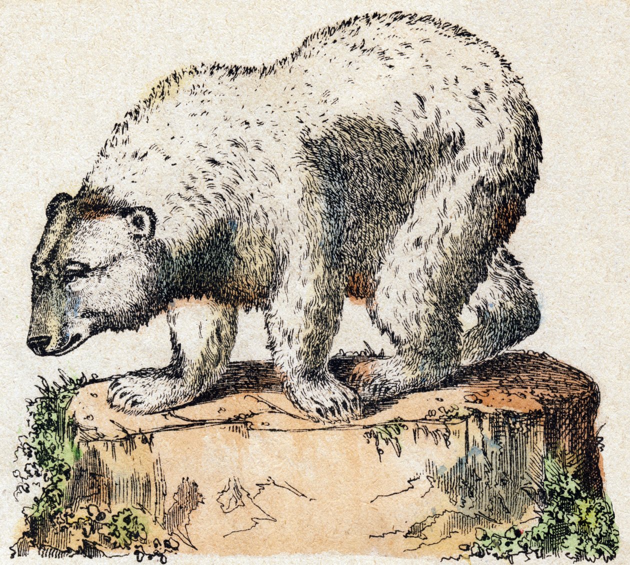 Dayanmak. “Alphabet des animaux sauvages” içinde gravür. 9. Seri. Epinal