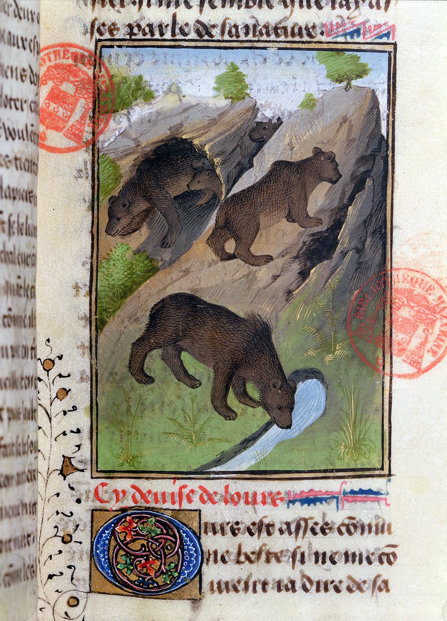 Ayılar, Livre de la Chasse