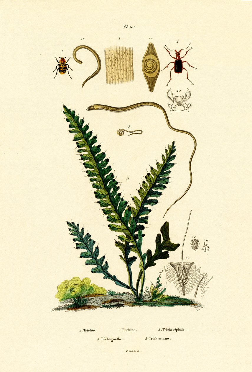 arı böceği by French School