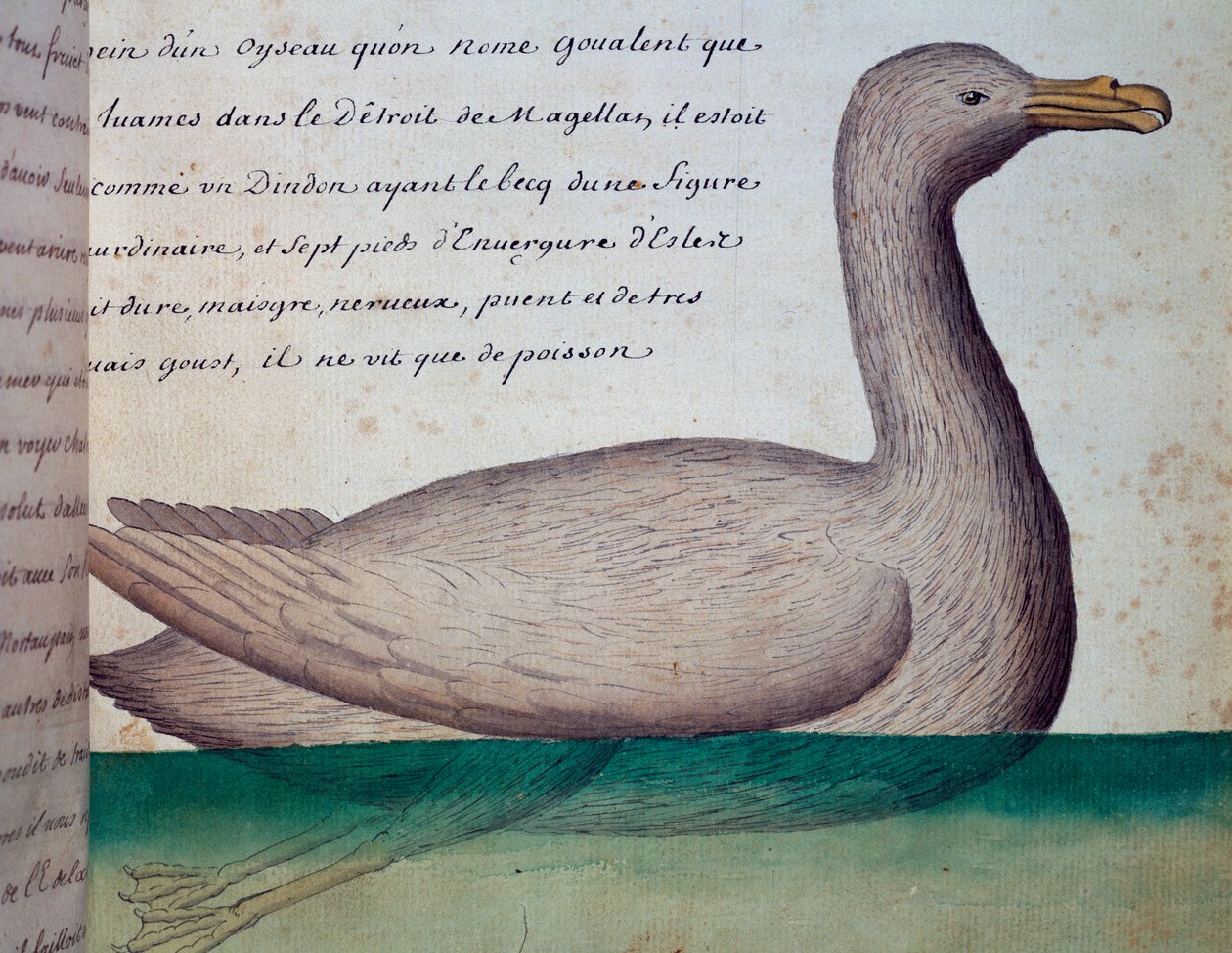 Goualent adlı kuş, Macellan Boğazı, Jacques Gouin de Beauchesne (1652-1730), Compagnie royale de la Mer du Sud