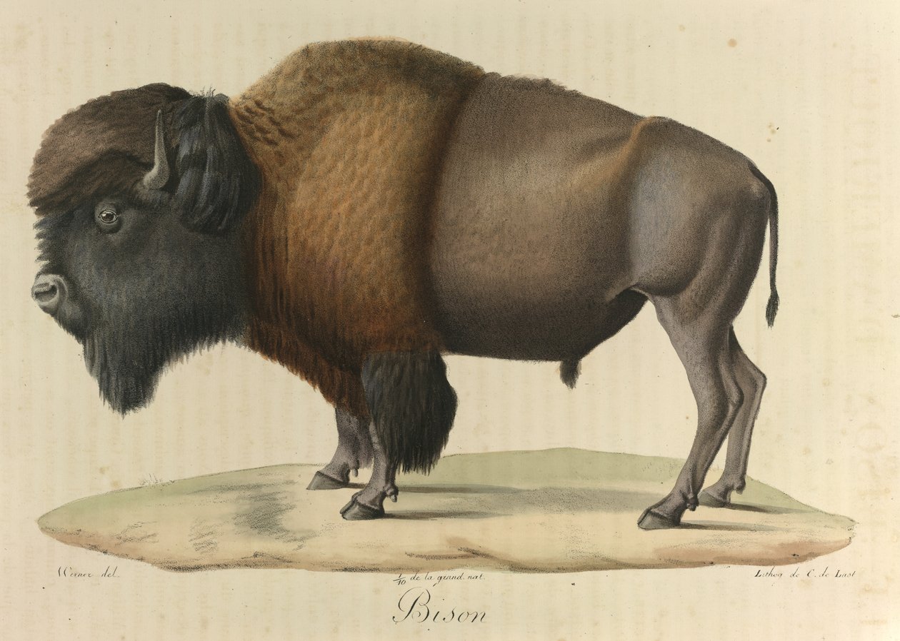Bizon, 
