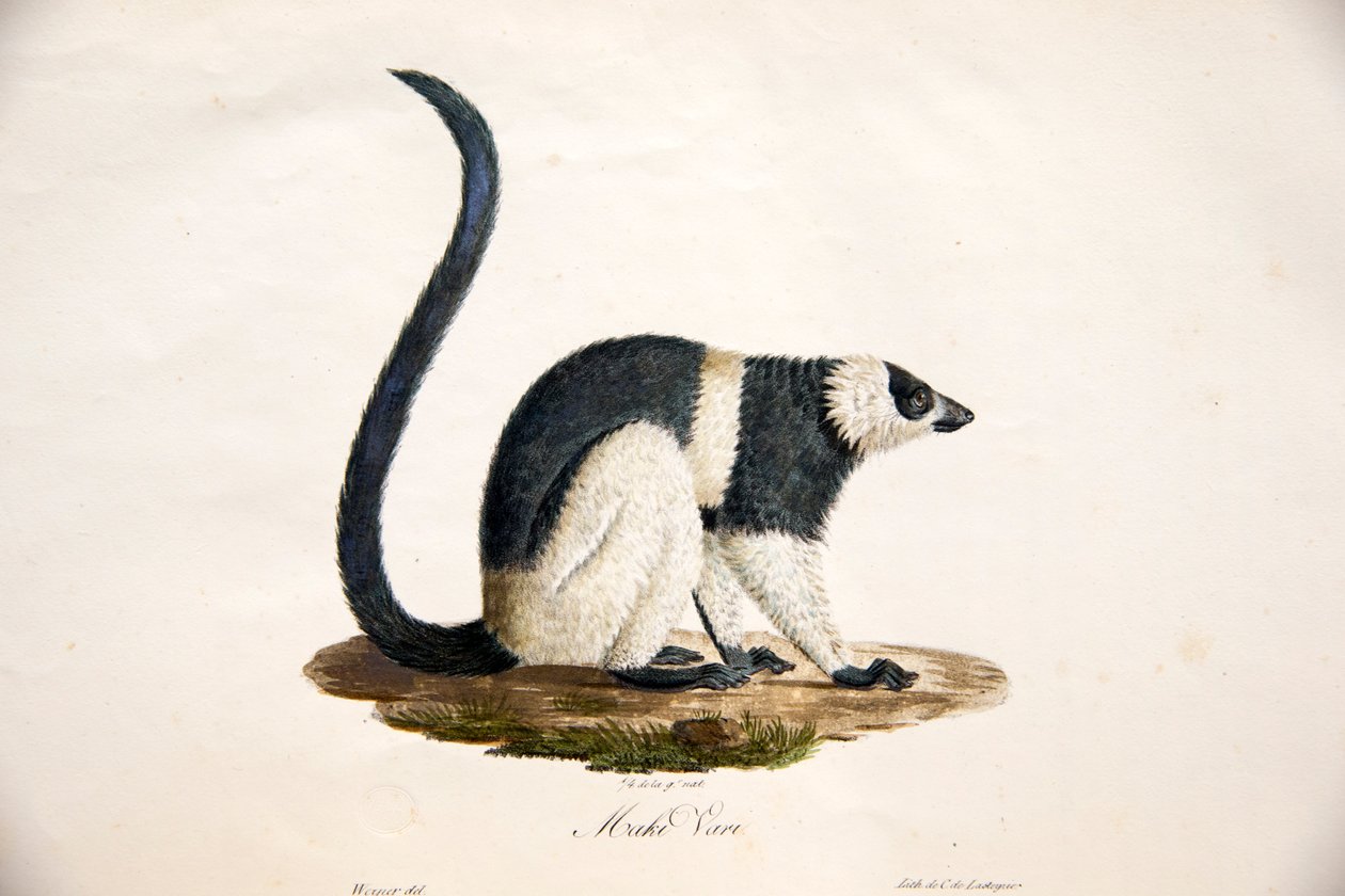 Histoire Naturelle des Mammifères