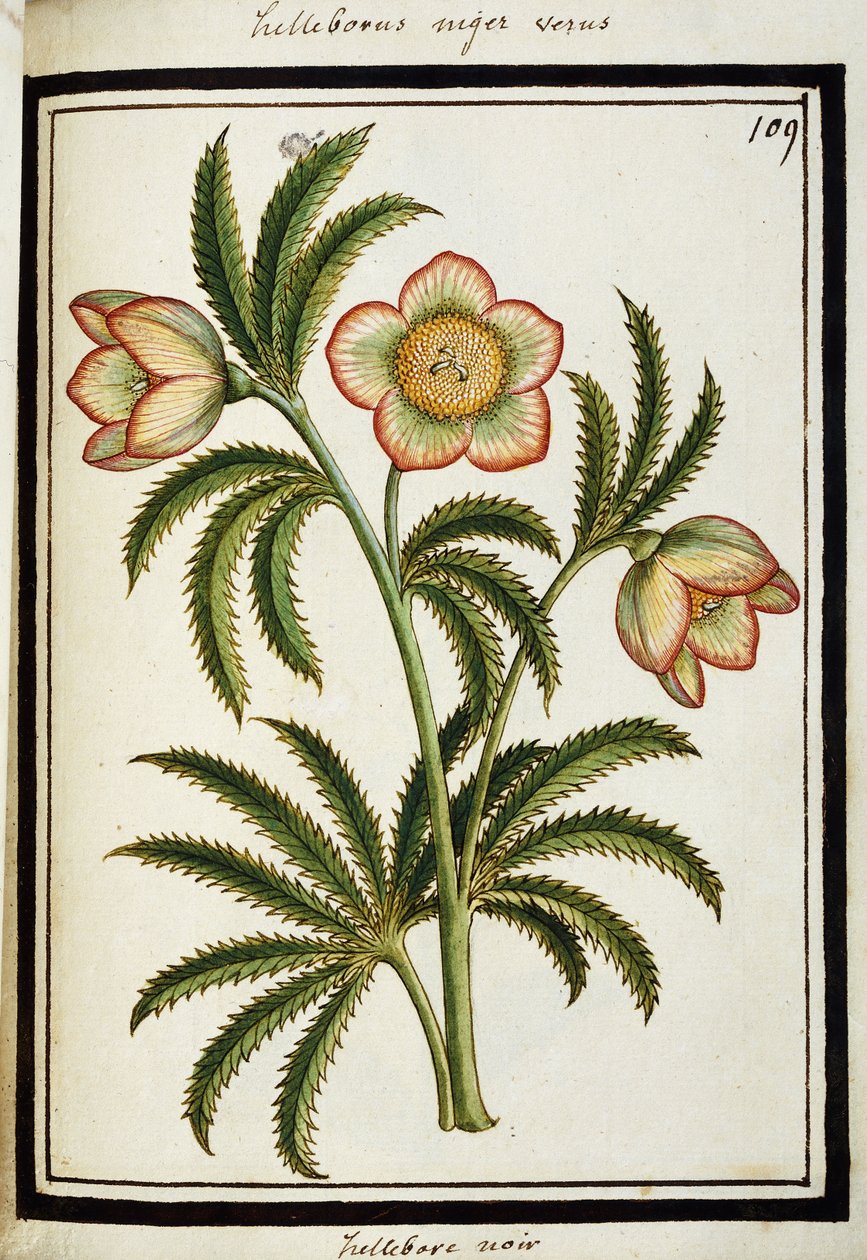 Kara Hellebore, c.1700 by French School