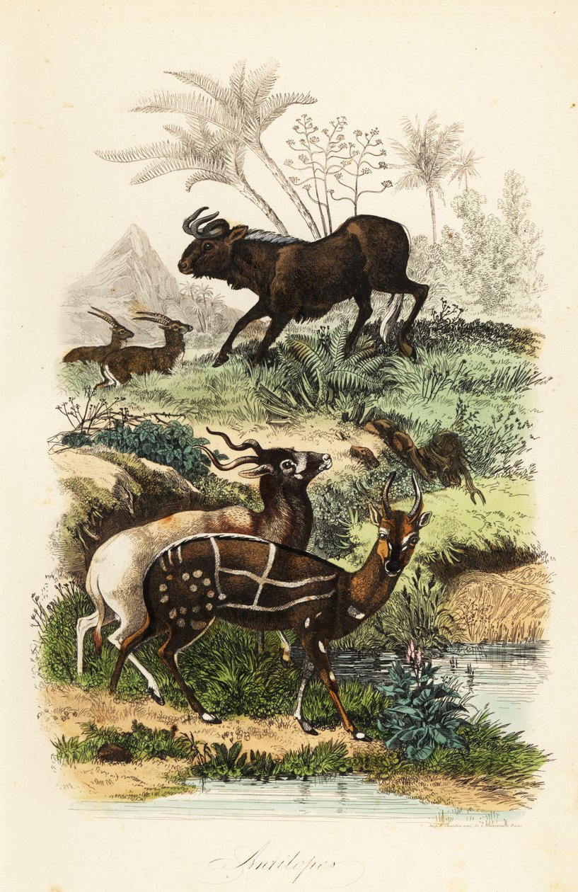 Siyah antilop, Connochaetes gnou, kritik tehlike altındaki addax veya vida boynuzlu antilop, Addax nasomaculatus ve koşumlu çalı veya kewel, Tragelaphus scriptus by French School