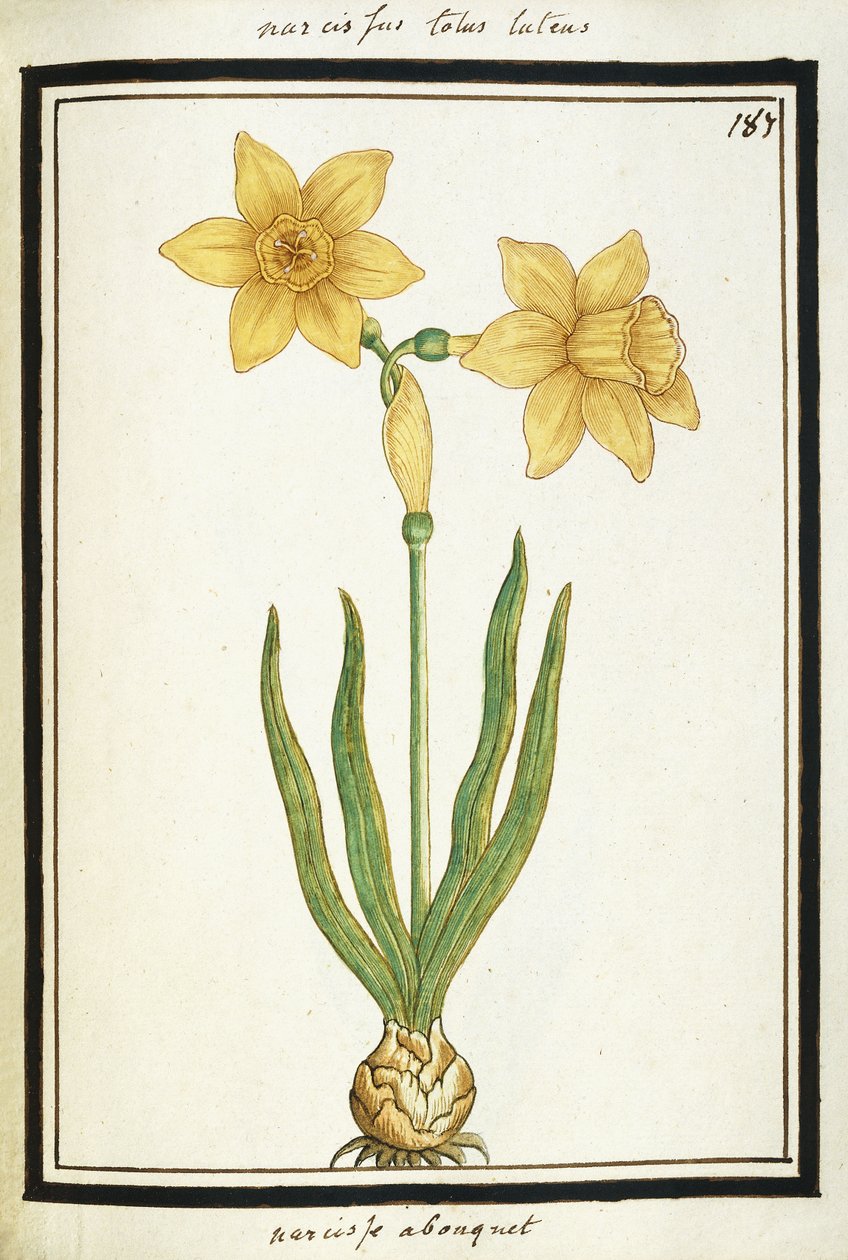 Buket Nergis, c.1700 (sulu boya çizimi, siyah çerçeveli) by French School