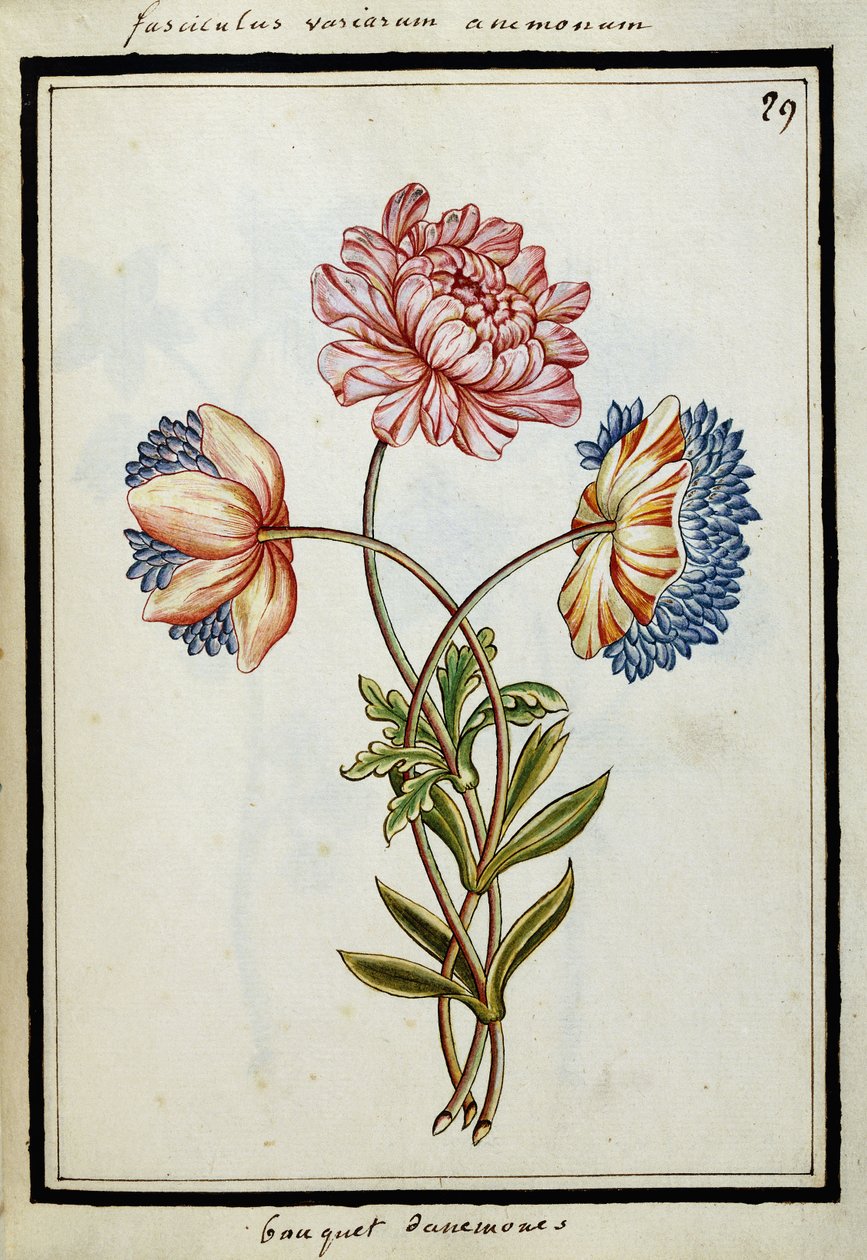Anemon Buketi, c.1700 by French School