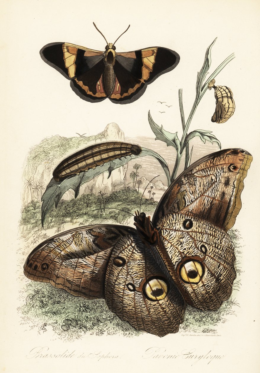 Brassolis sophorae kelebek, pupa ve larva tırtıl by French School