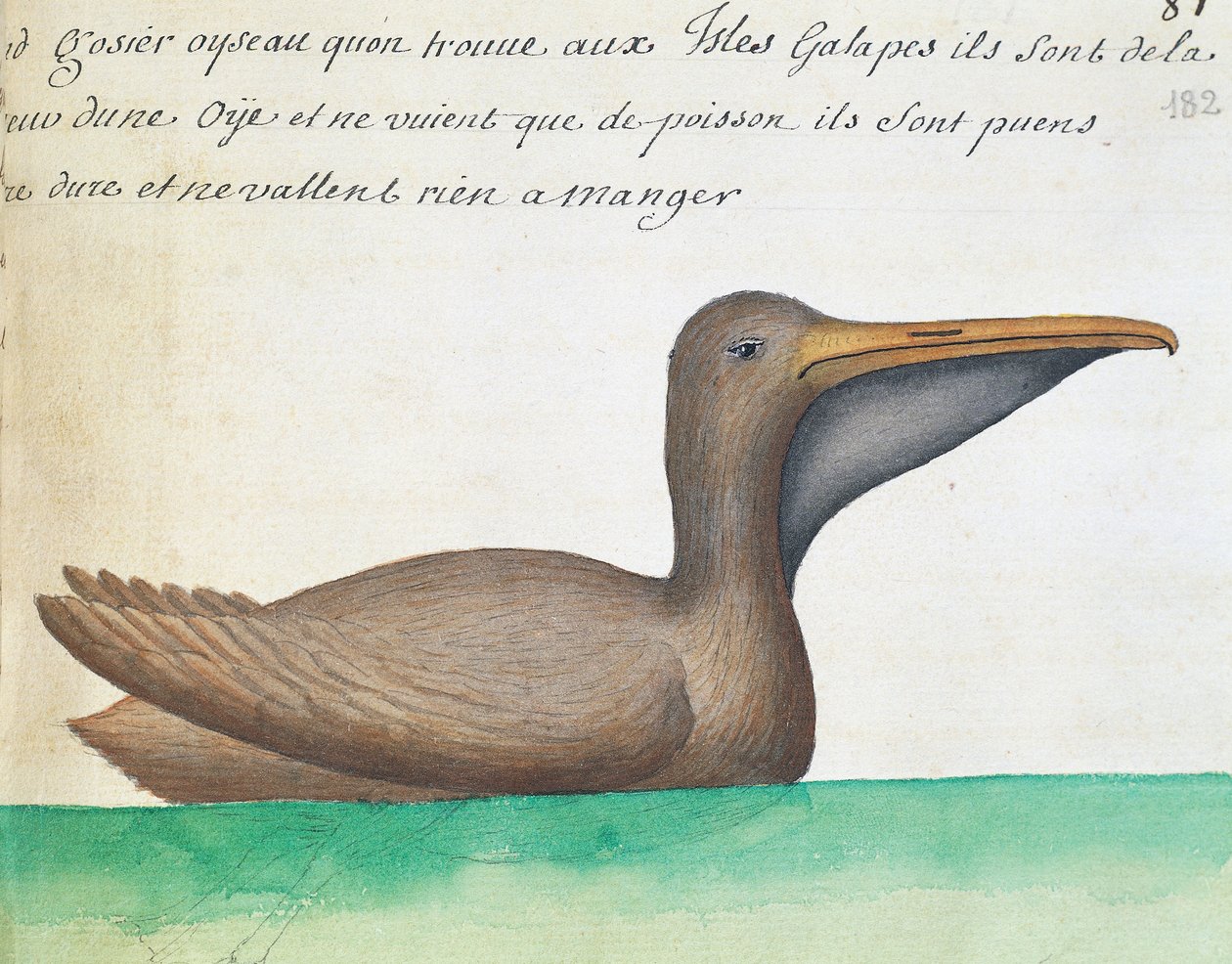 Kahverengi Pelikan (Pelecanus occidentalis), Galapagos Adaları, Jacques Gouin de Beauchesne (1652-1730), Compagnie royale de la Mer du Sud