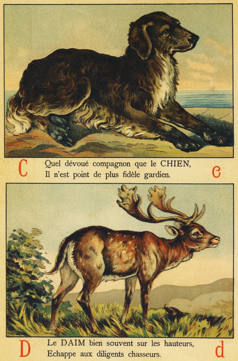 Köpek olarak C ve Süet olarak D by French School