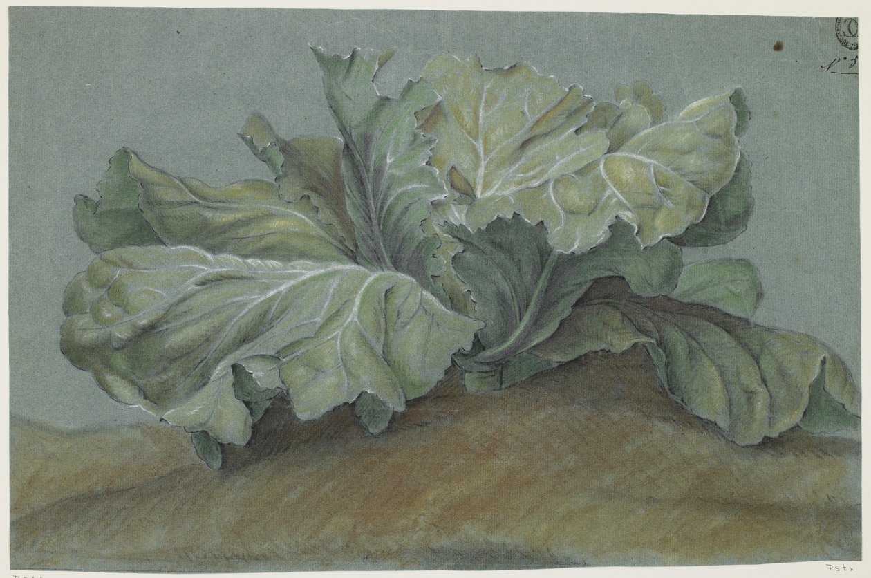 Lahana Bitkisi (kağıt üzerine tebeşir) by French School