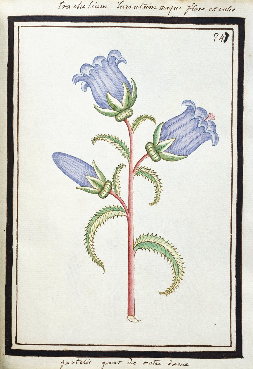 Campanula Trachelium, c.1700 (sulu boya çizimi, siyah çerçeveli) by French School