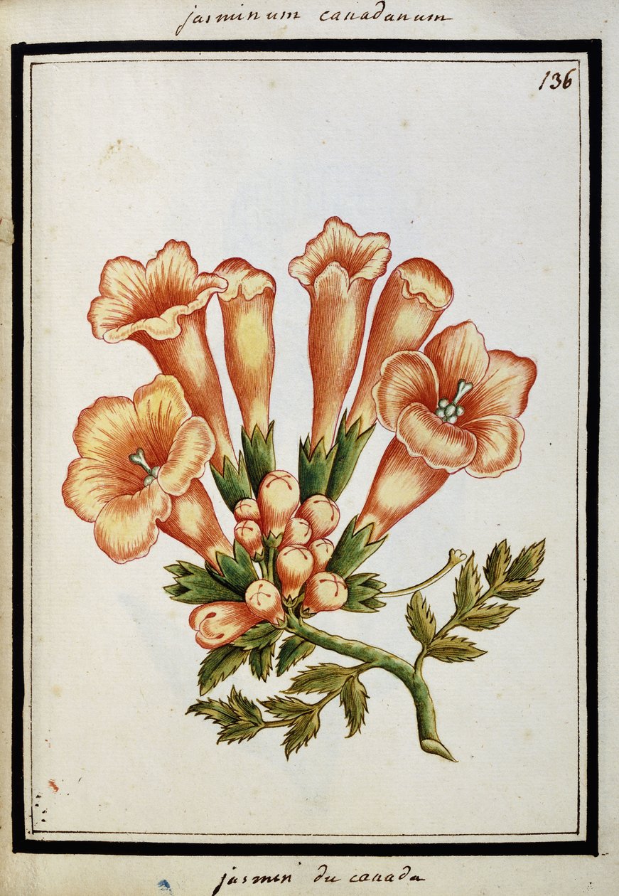 Kanada Yasemini, c.1700 by French School