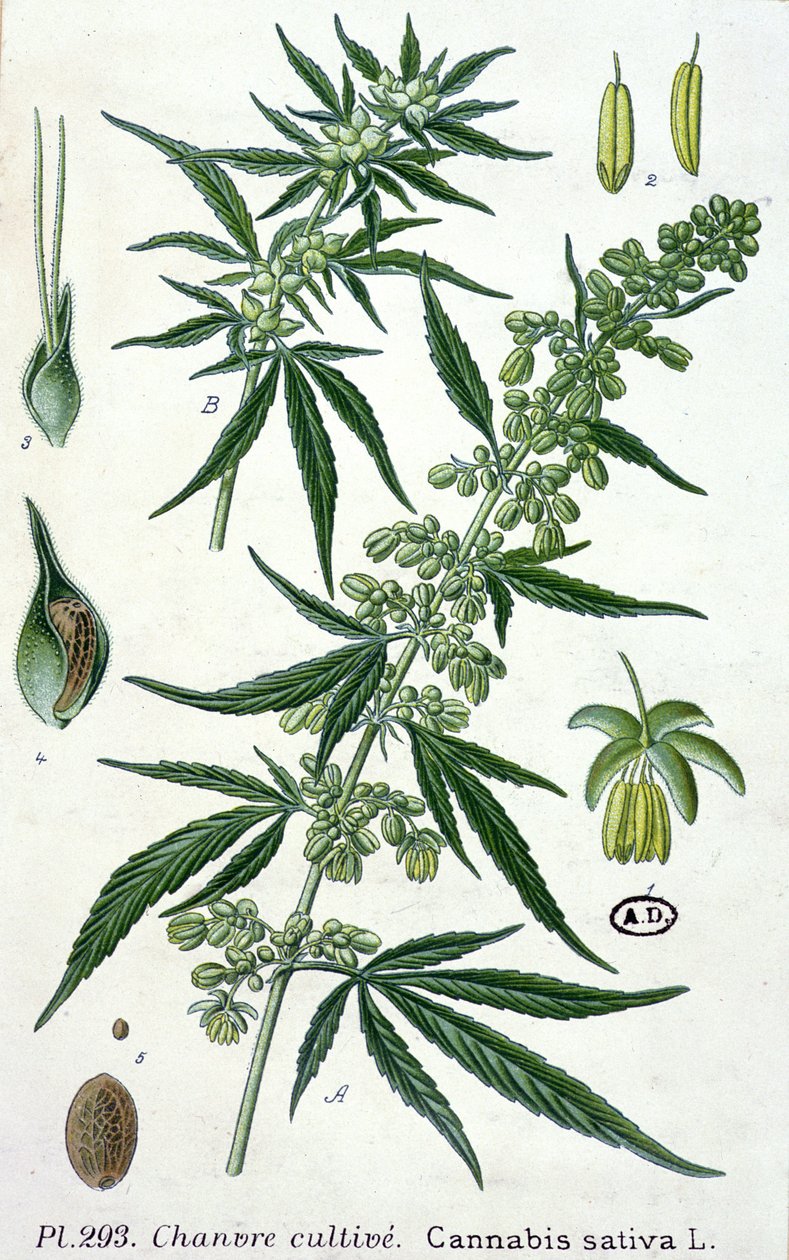 Esrar sativa, botanik plaka by French School