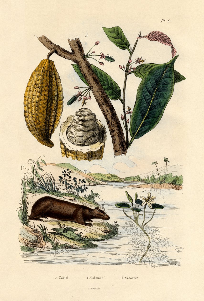 Kapibara, 1833-39 by French School