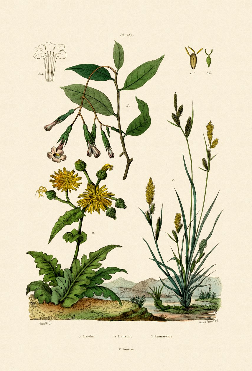 Carex, 1833-39 by French School