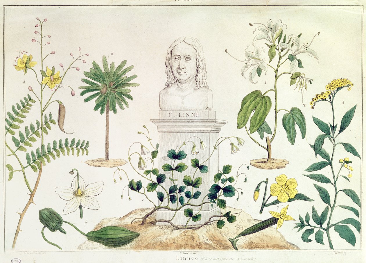 Carolus Linnaeus (1707-78) sınıflandırdığı bazı bitkilerle çevrili (renkli gravür) by French School