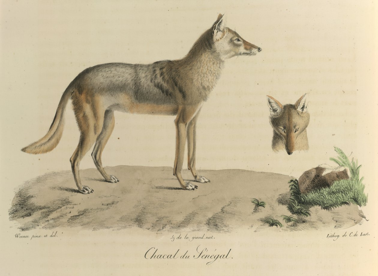 Senegalli Çakal. Memelilerin Doğal Tarihinden bir Senegal çakal (renkli taş) by French School