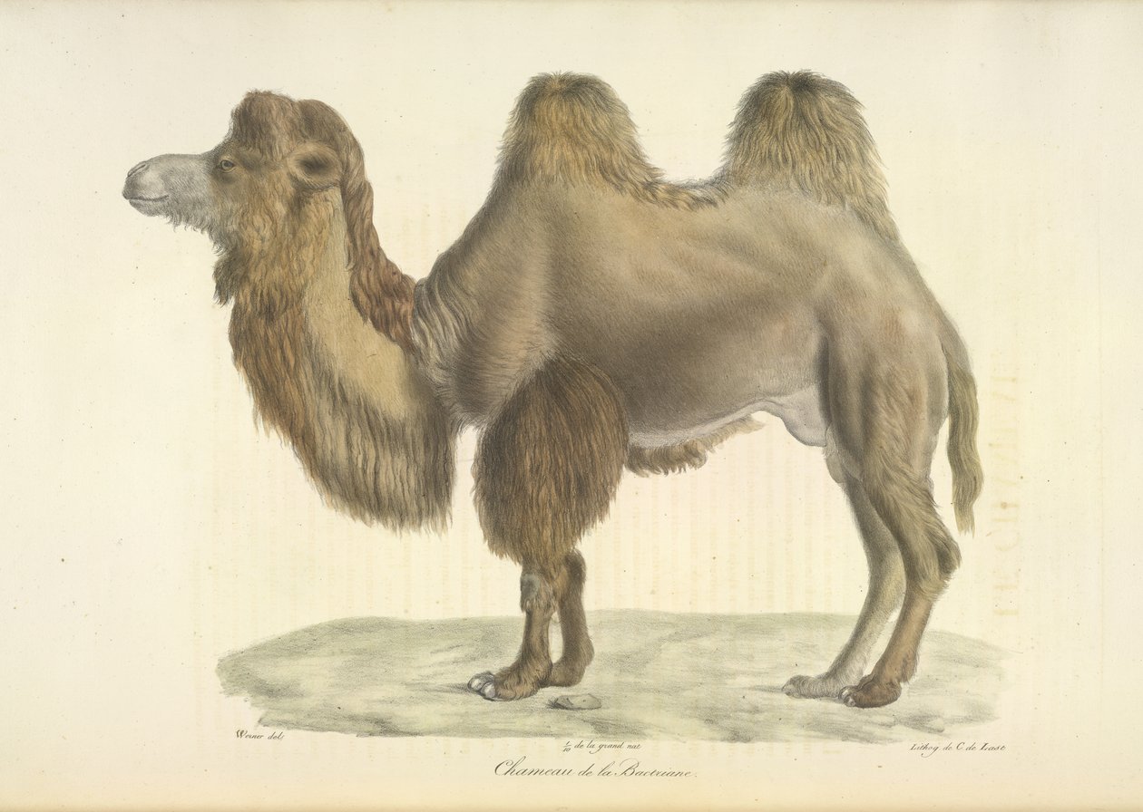 Bactrian Camel, Bactrian Camel, Memelilerin Doğal Tarihinden (renkli taş) by French School