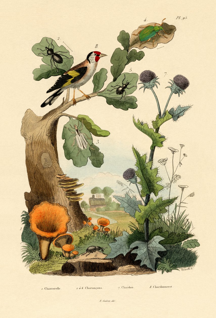 Chanterelle, 1833-39 by French School