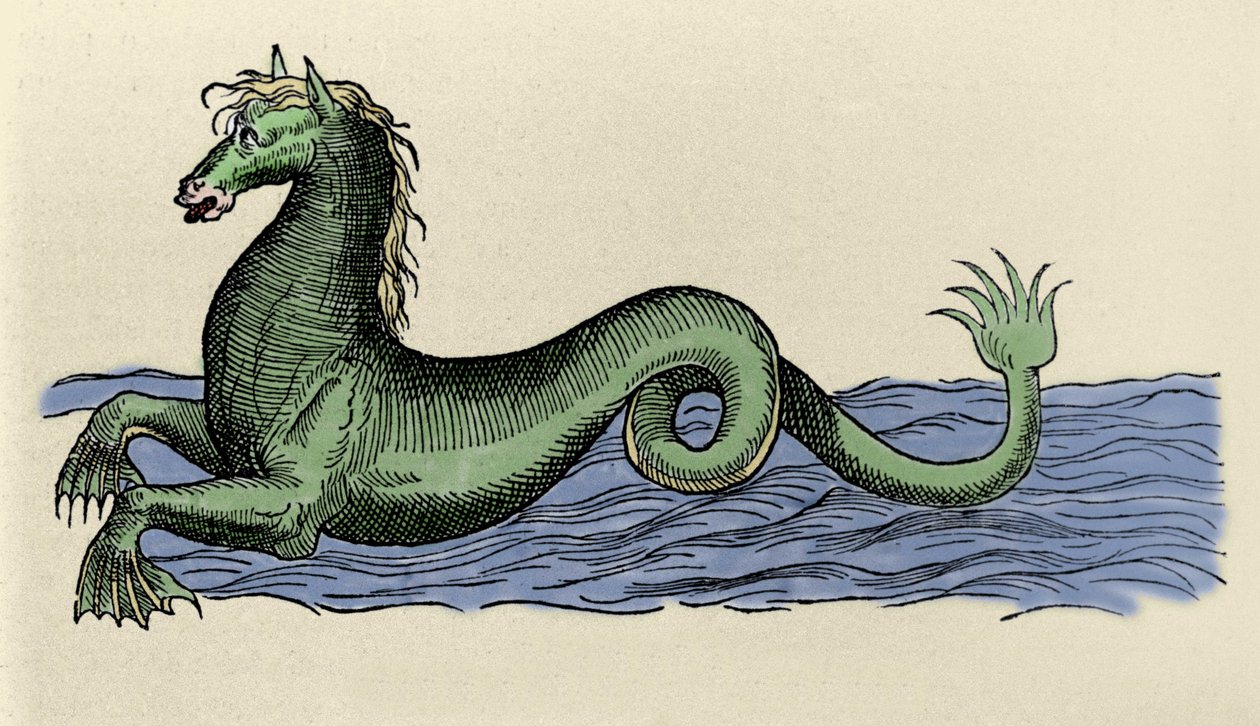 “De Aquatilibus” da deniz atı by French School