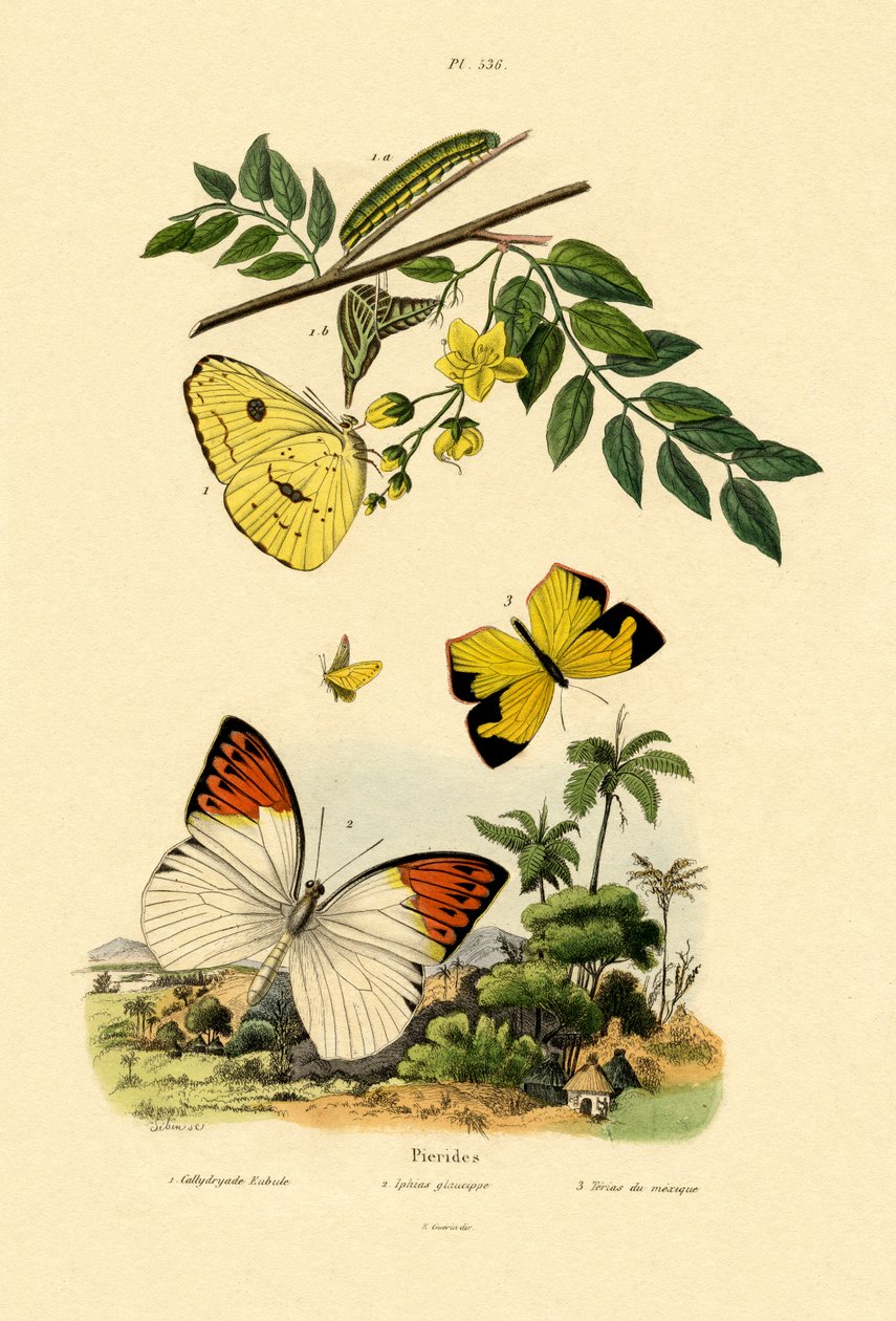Bulutsuz Kükürt, 1833-39 by French School