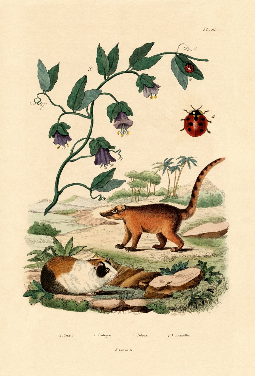 Coati, 1833-39 by French School
