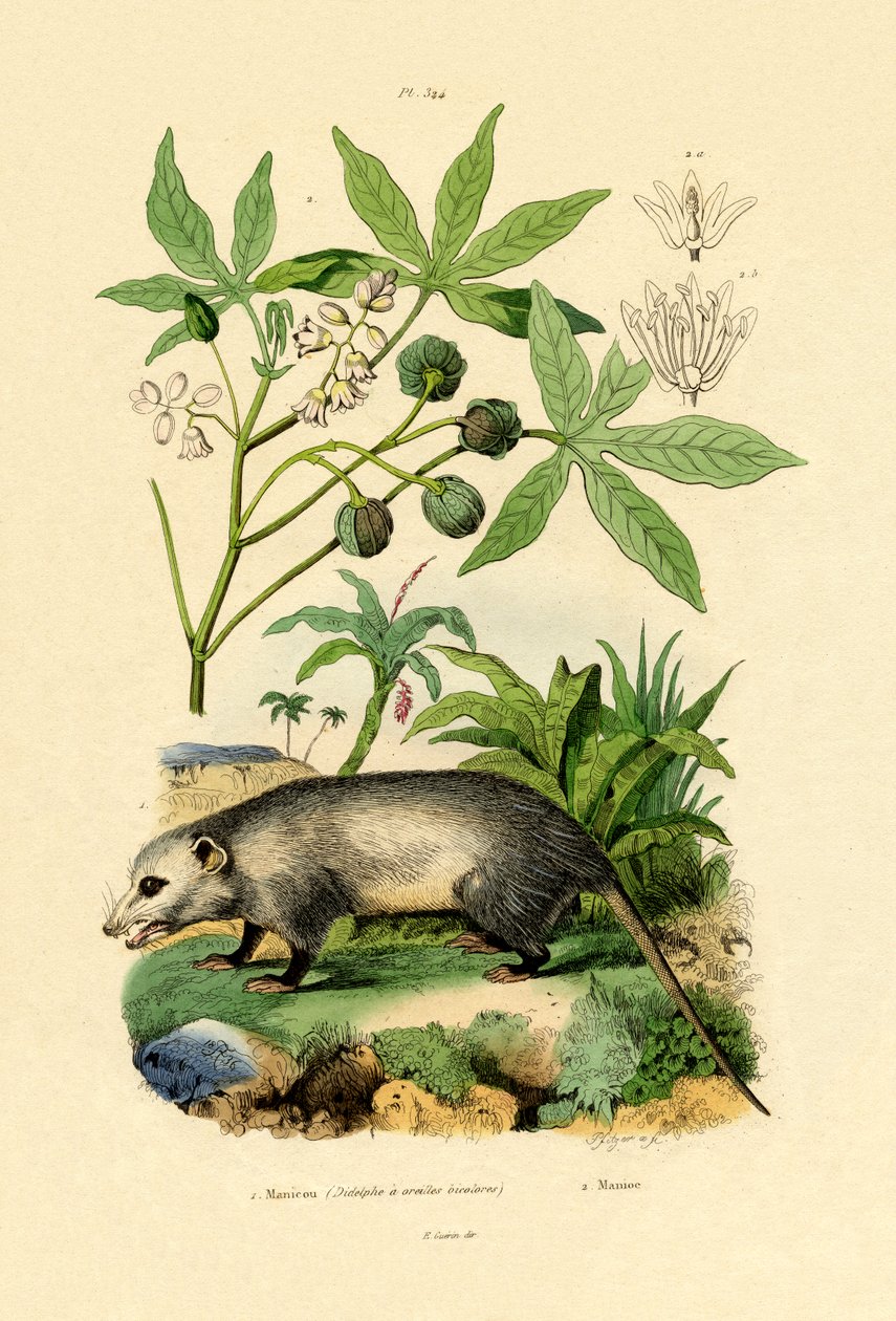Ortak opossum by French School