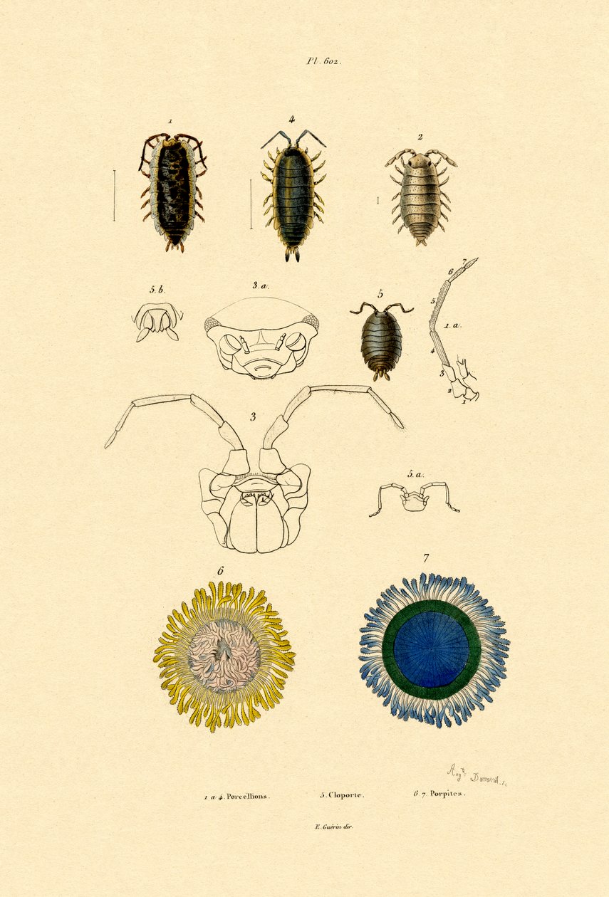 Sıradan Hap Woodlouse, 1833-39 by French School