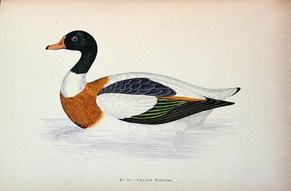 Ortak Shelduck (renkli gravür) by French School