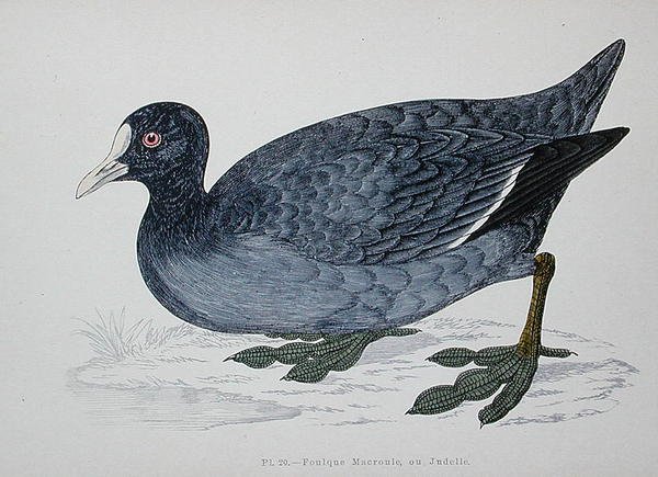 Adi veya Avrasya Coot, 19. yüzyılın 2. yarısı (renkli gravür) by French School